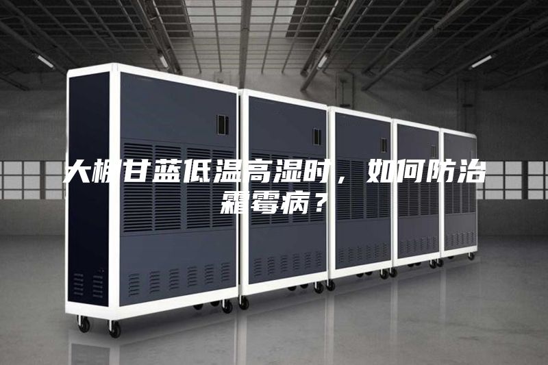 大棚甘藍(lán)低溫高濕時(shí)，如何防治霜霉?。?/></p>
                            <p style=